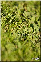 4H-Fun-Show-11_1419.jpg