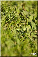 4H-Fun-Show-11_1420.jpg