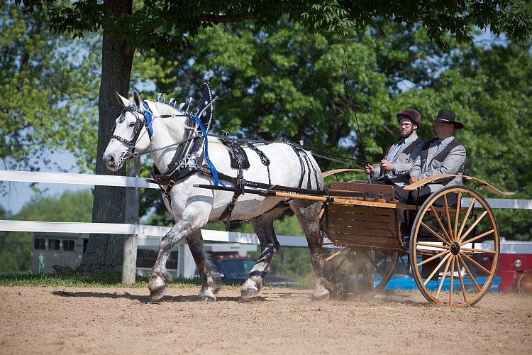 4H-Fun-Show-060912-225.JPG