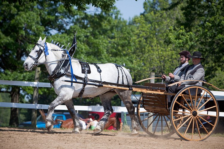 4H-Fun-Show-060912-228.JPG