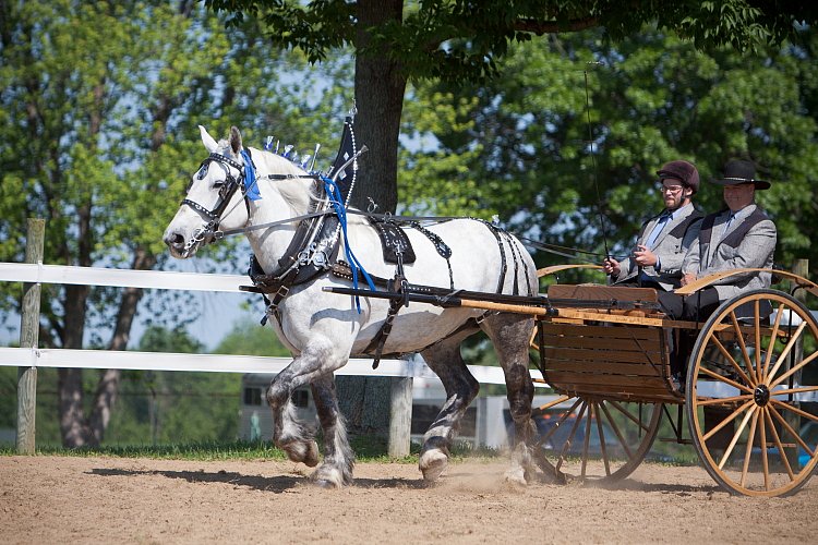 4H-Fun-Show-060912-229.JPG