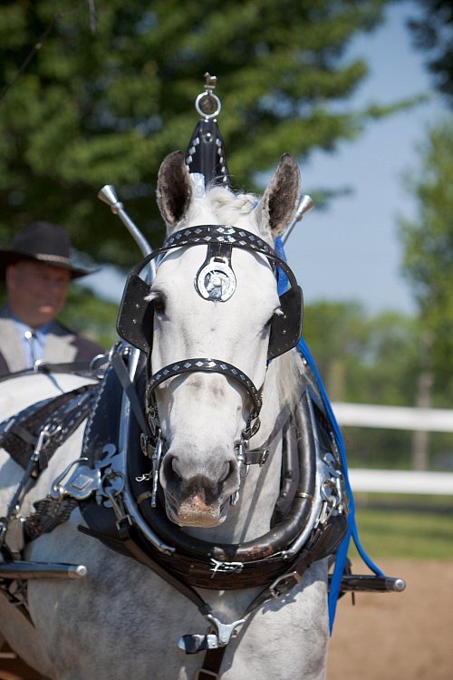 4H-Fun-Show-060912-231.JPG