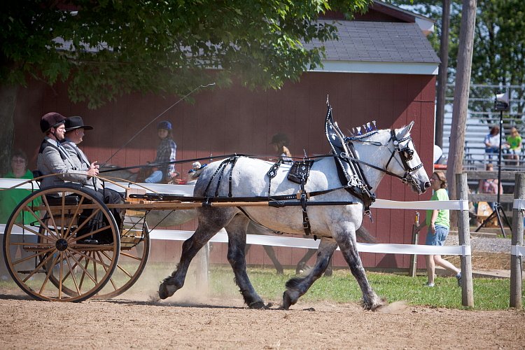 4H-Fun-Show-060912-233.JPG