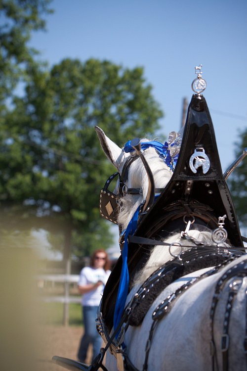 4H-Fun-Show-060912-235.JPG