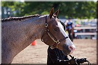 4H-Fun-Show-060912-128.JPG