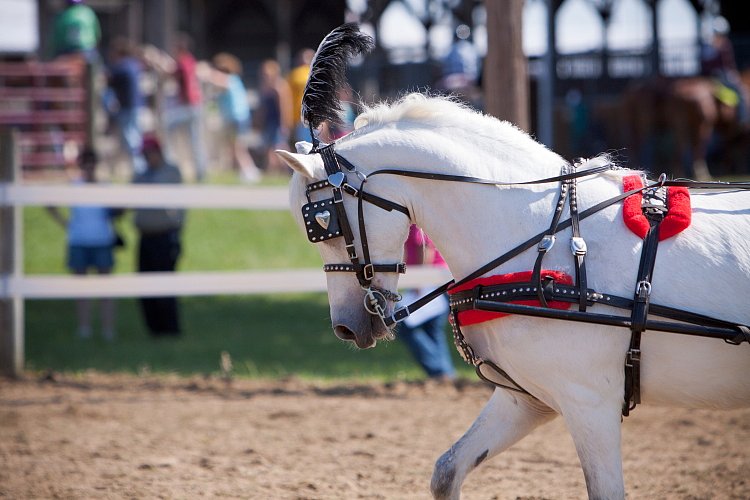 4H-Fun-Show-060912-201.JPG