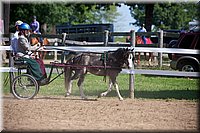 4H-Fun-Show-060912-189.JPG