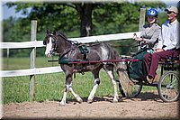 4H-Fun-Show-060912-193.JPG