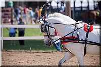 4H-Fun-Show-060912-201.JPG