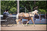 Pleasure-Horse-Driving