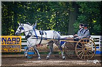 Draft-Horse-Driving