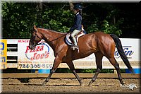 WT-English-Equitation-Horse