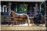 Pleasure-Horse-Driving