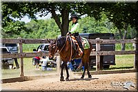 WT-Western-Pleasure-Pony