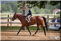 WT-English-Equitation-Horse