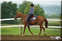 WT-West-Equitation-Horse