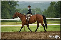 WT-English-Equitation-Horse