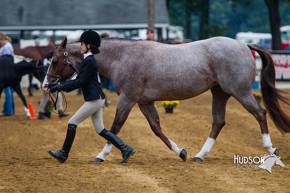 4H-Distr-090813-1315.jpg