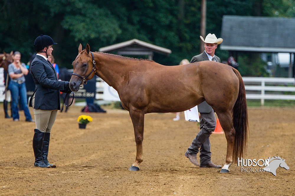 4H-Distr-090813-1280.jpg