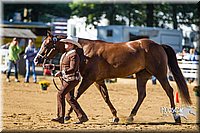 4H-Distr-090713-0630.jpg