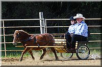 Mini-Horse-Driving-Jr