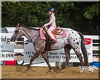 WT-Western-Equitation-Horse