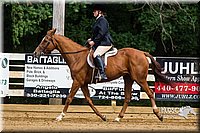 WT-English-Equitation-Horse