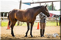 4H-1st-071313-1083.jpg