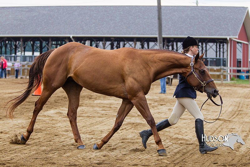 4H-2nd--072813-1082.jpg