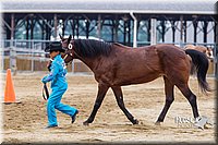 4H-2nd--072813-1283.jpg