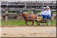 Mini-Horse-Driving-Jr