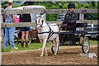 Mini-Horse-Driving-Sr