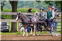 Pleasure-Pony-Driving