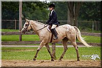 WT-English-Equitation-Horse