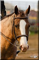 4H-FUN-060813-1688.jpg