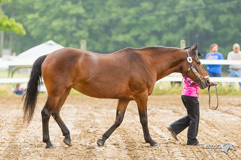 4H-FUN-060813-0111.jpg