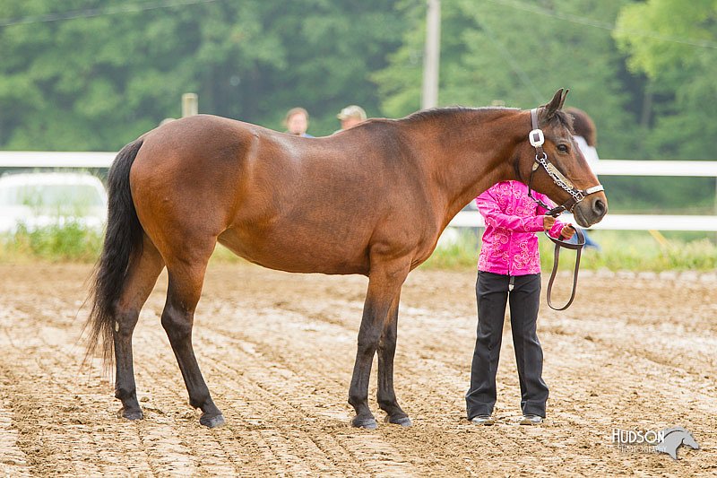 4H-FUN-060813-0112.jpg
