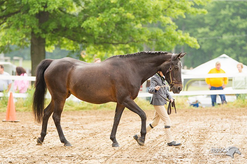 4H-FUN-060813-0143.jpg