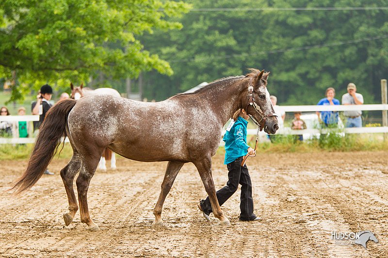 4H-FUN-060813-0149.jpg