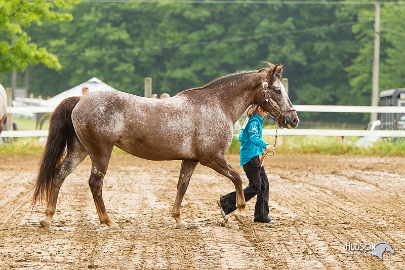 4H-FUN-060813-0150.jpg
