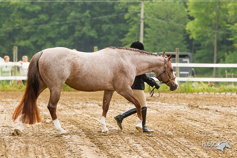 4H-FUN-060813-0155.jpg
