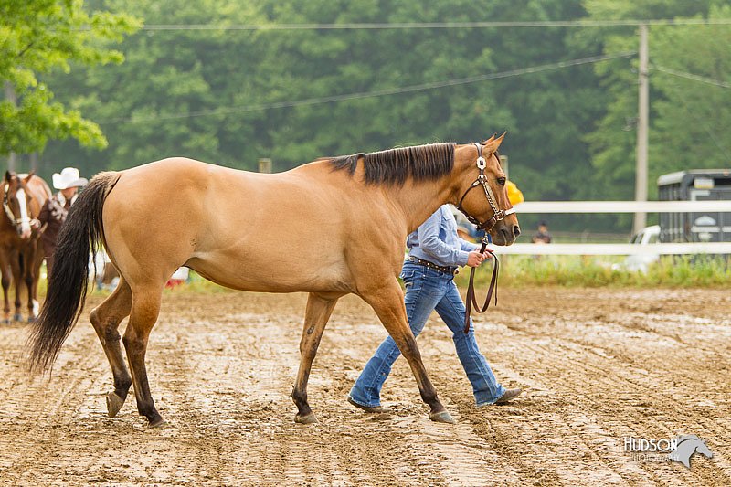 4H-FUN-060813-0163.jpg