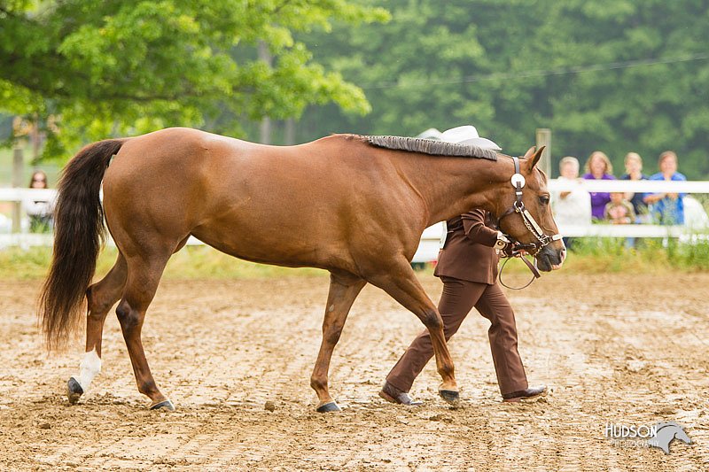 4H-FUN-060813-0170.jpg