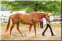 4H-FUN-060813-0098.jpg