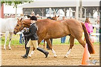 4H-FUN-060813-0047.jpg