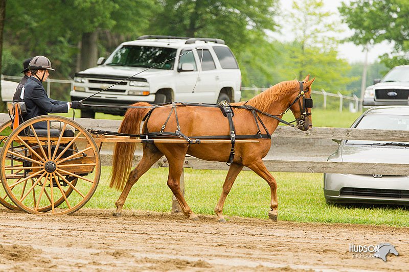 4H-FUN-060813-0494.jpg