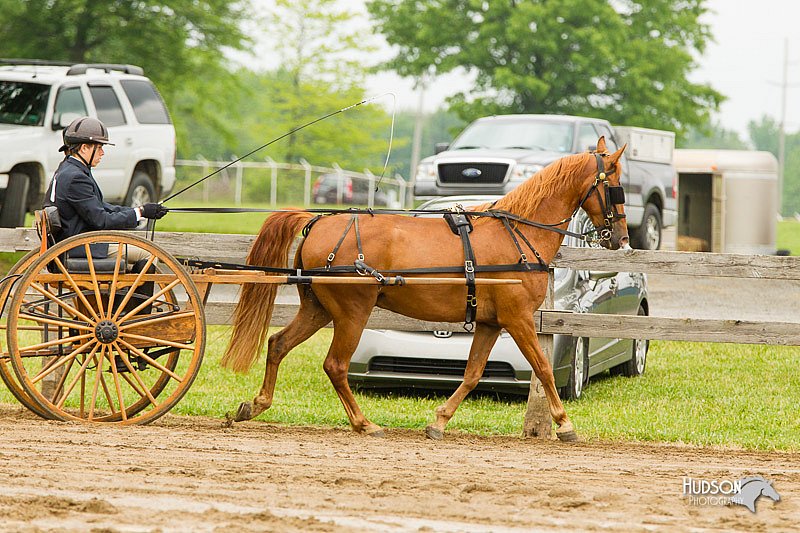 4H-FUN-060813-0495.jpg