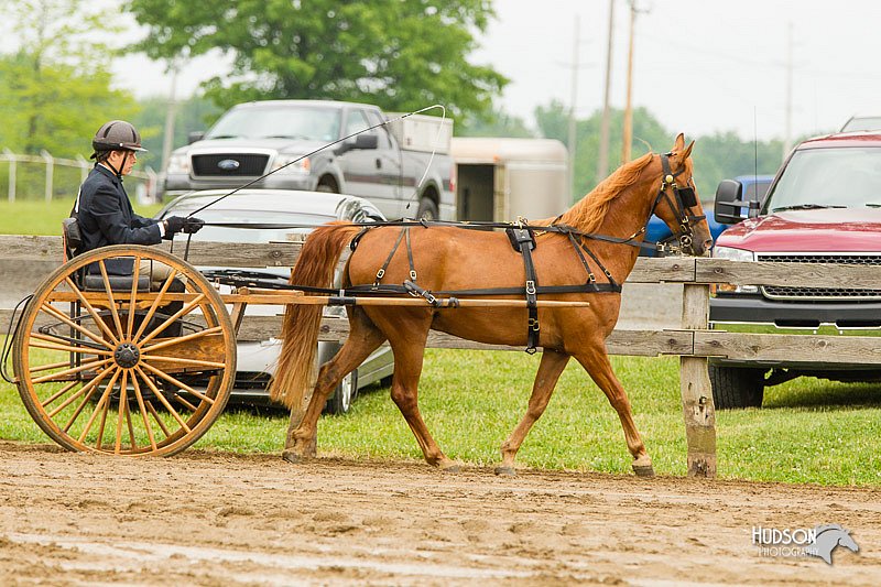 4H-FUN-060813-0496.jpg