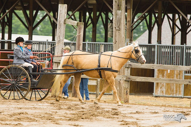 4H-FUN-060813-0497.jpg