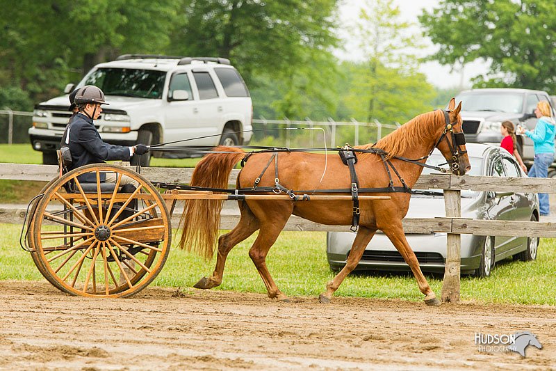 4H-FUN-060813-0505.jpg